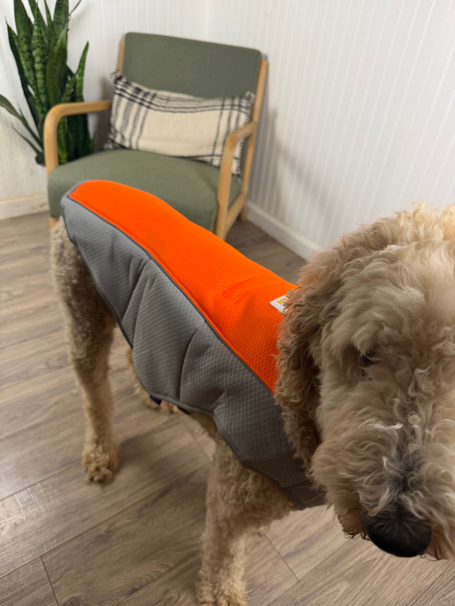 ⚠️ Dogs Can Overheat in Minutes During Summer Walks Keep Them Cool, Safe & Active — Even in Extreme Heat)