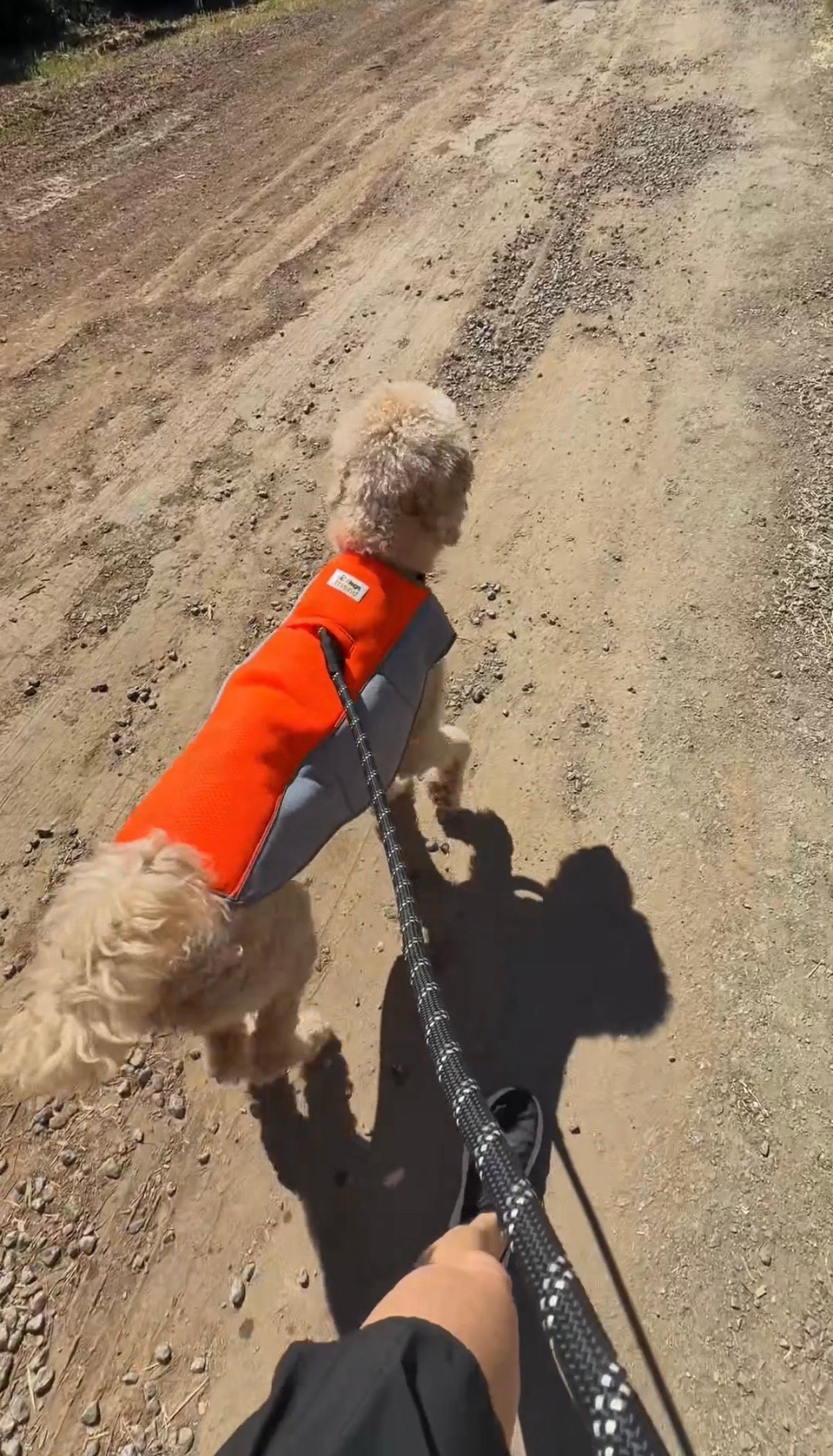 ⚠️ Dogs Can Overheat in Minutes During Summer Walks Keep Them Cool, Safe & Active — Even in Extreme Heat)